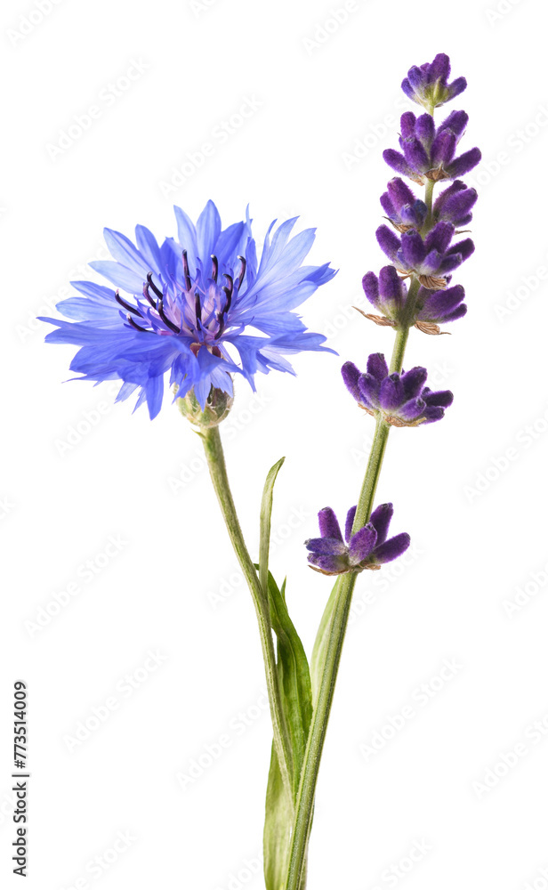 Lavender and cornflower Lavender and cornflower