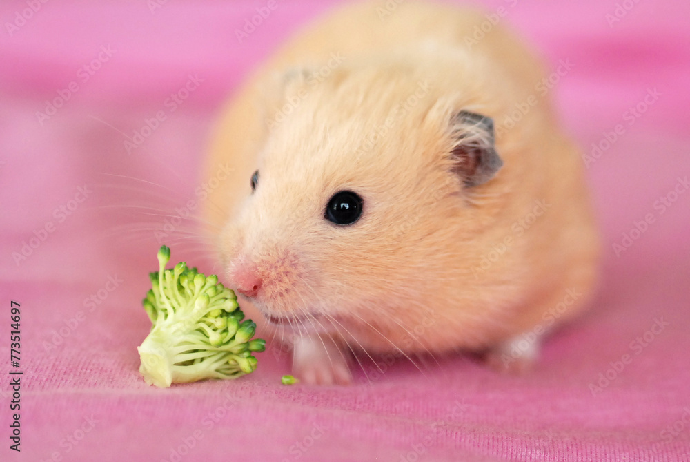 Syrian hamster sniffs broccoli Syrian hamster sniffs broccoli