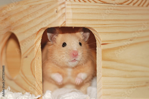 Golden hamster peeking out from his wooden house