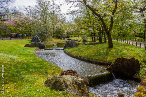 Artificial stream in Japanese garden in Hasselt and cherry trees in bloom! Fantastic cherry blossom in Mid April