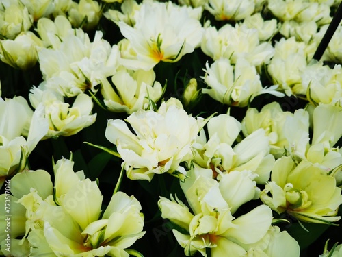 white flowers in the garden