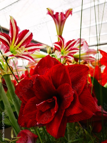 red amaryllis with multilayer petals