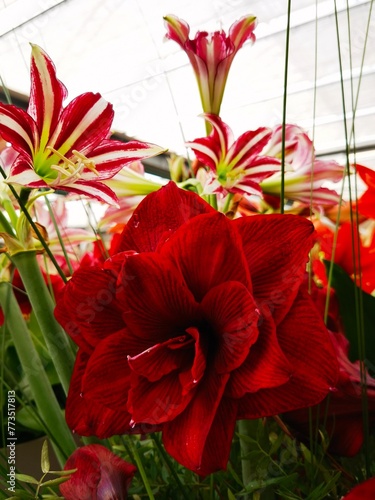 red and pink amaryllis with multilayer petals