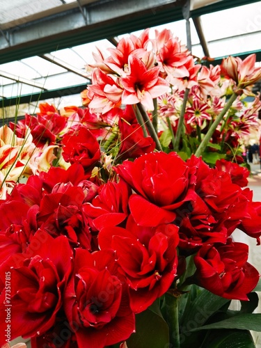 red and pink amaryllis with multilayer petals