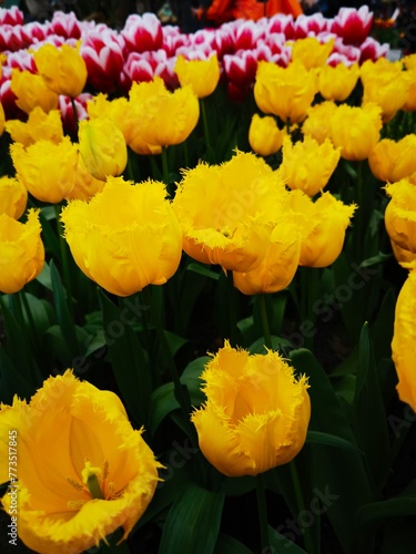 yellow tulip with nice petal