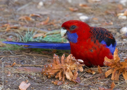 The crimson rosella is a parrot native to eastern and south eastern Australia which has been introduced to New Zealand and Norfolk Island. 