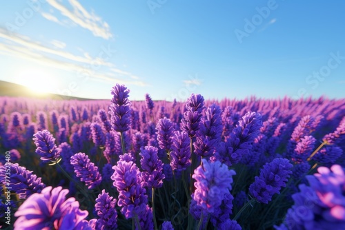 Vivid Purple Lavender Flowers in Full Blossom Set Against a Clear Blue Sky for Backgrounds, Cosmetics, Beauty, and Aromatherapy Themes. Ideal for Relaxation, Wellness, and Natural Product Concepts.