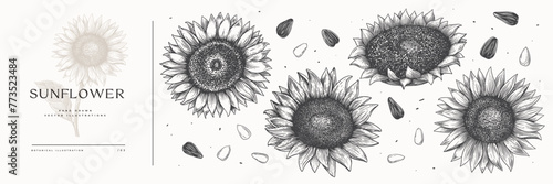 Set of hand-drawn sunflowers and its seeds. Garden and garden plant in style of botanical engraving. Organic food. Design element for design of markets, books, packaging. Vintage illustration.