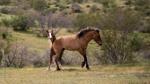 Buckskin and bay wild horse stallions biting while fighting in the springtime desert in the Salt River wild horse management area near Mesa Arizona United States © htrnr