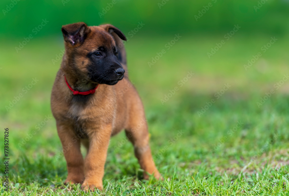 Portrait of two month old belgian shepherd malinois puppy