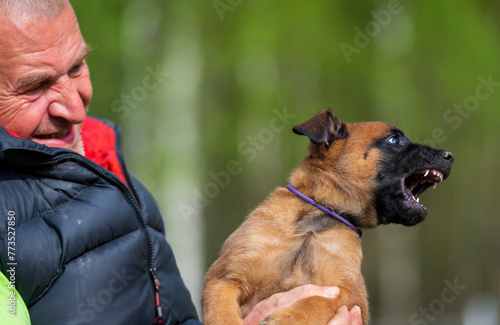 A man holds a very angry Belgian Shepherd Malinois puppy in his arms