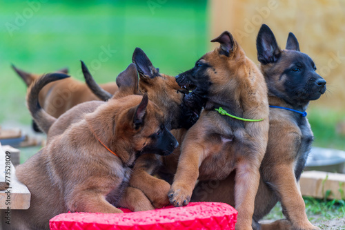 Playing belgian shepherd malinois puppies with red toy