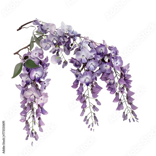 Beautiful hanging purple wisteria flowers  presented as an isolated cutout object on a white background.