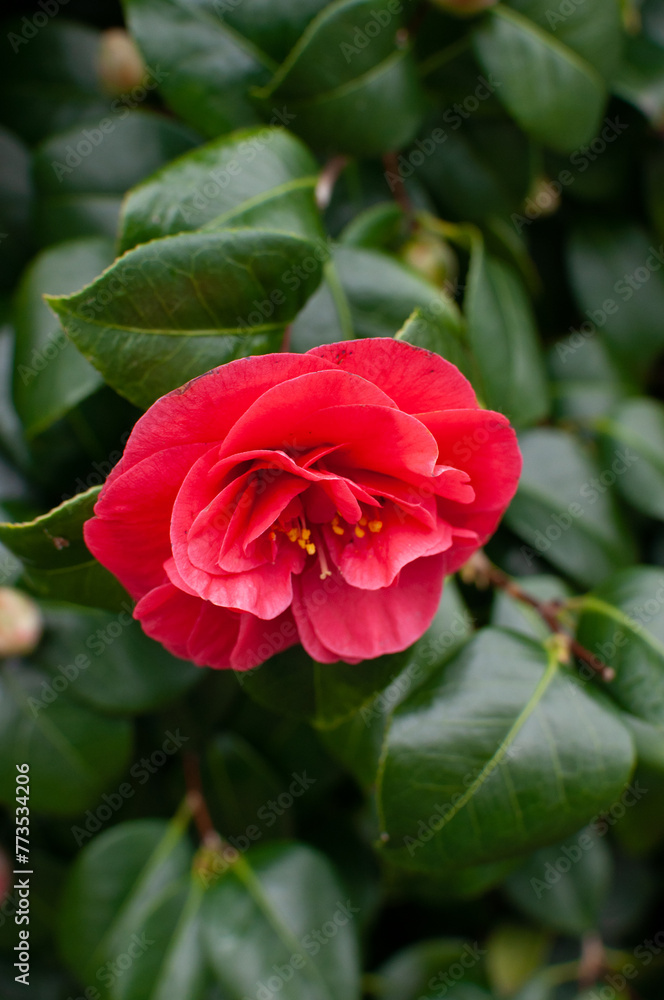 One red camellia bud on a background of green leaves One red camellia bud on a background of green leaves