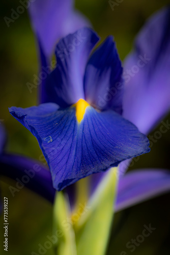 Fototapeta Naklejka Na Ścianę i Meble -  iris flower closeup