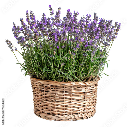 a photo of a woven gardening basket with flourishing lavender plants  isolated on a white background PNG