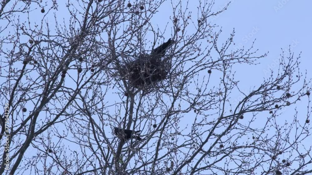 couple rooks, crows builds nest from branches on tree in early spring, nesting behavior of birds during breeding season, Springtime activities, Avian habitats couple rooks, crows builds nest from branches on tree in early spring, nesting behavior of birds during breeding season, Springtime activities, Avian habitats
