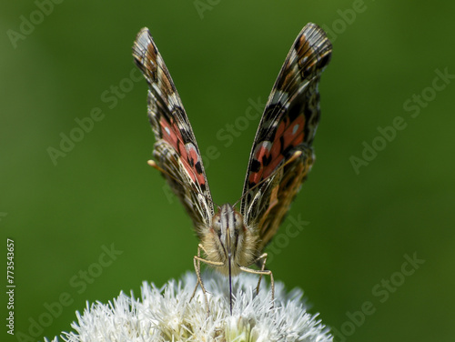 Beautiful Brazilian painted lady (Vanessa braziliensis) butterfly on Austroeupatorium inulifolium wildflower photo