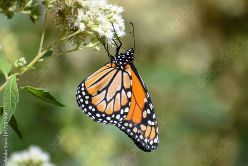 Southern monarch butterfly (Danaus erippus) on Austroeupatorium inulifolium wildflower © Chris Peters