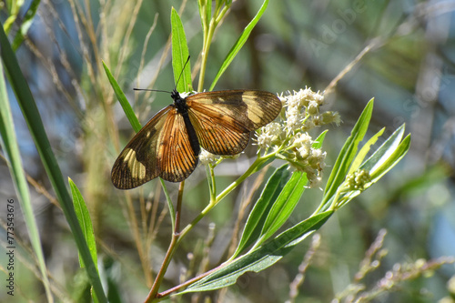 Actinote pellenea butterfly, in spanish called perezosa comun photo