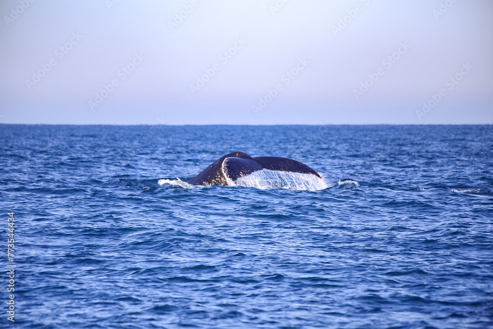Fototapeta premium whale tail in the sea