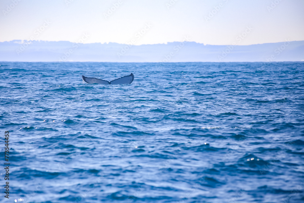 Naklejka premium whale jumping out of water