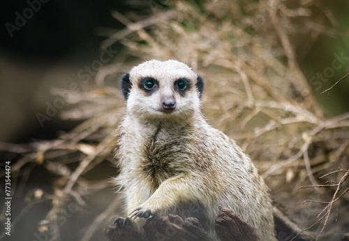 meerkat on the lookout © Sharon