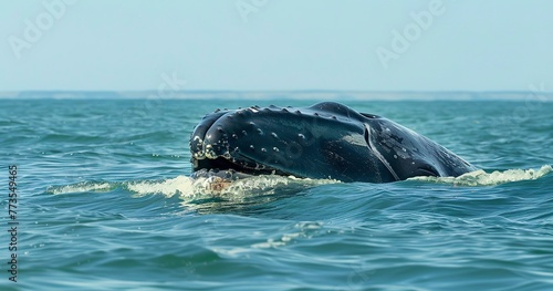 North Atlantic Right Whale, gentle giant of the sea, surfacing for air. 