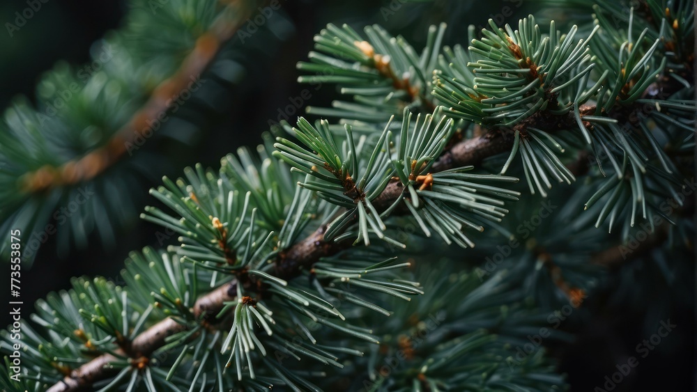 Spruce branch with fresh green needles