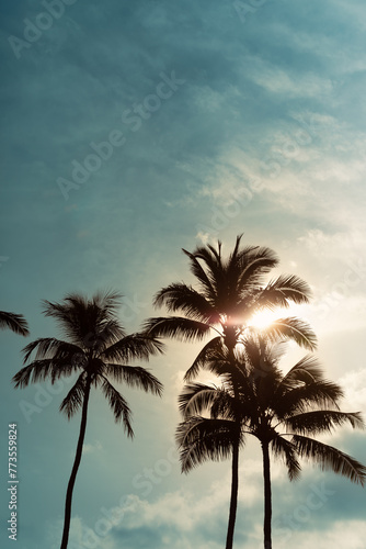 Fototapeta Naklejka Na Ścianę i Meble -  palm trees at sunset and blue sky 