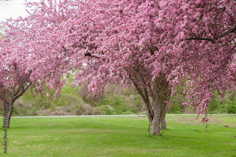 Fototapeta premium Mature crabapple trees in full bloom.