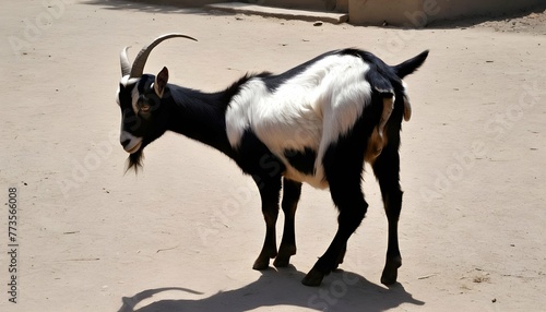 A Goat With Its Tail Held Low A Sign Of Submissio