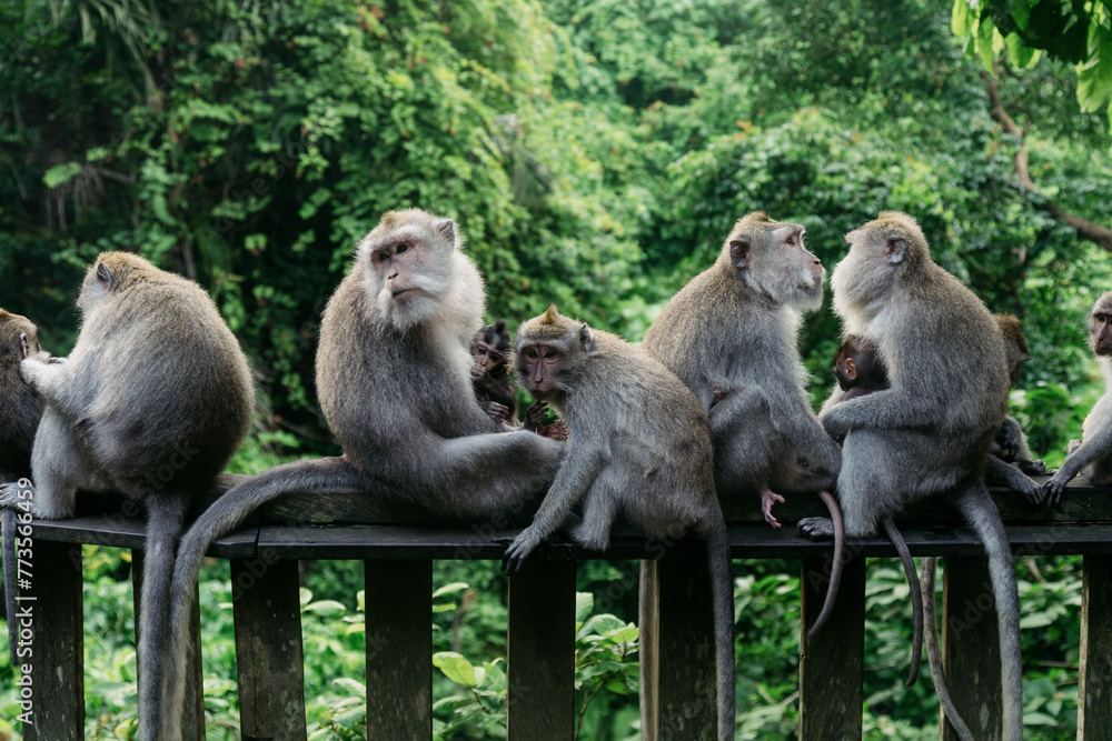 Monkies in the Monkey Forest, Ubud, Bali, Indonesia.