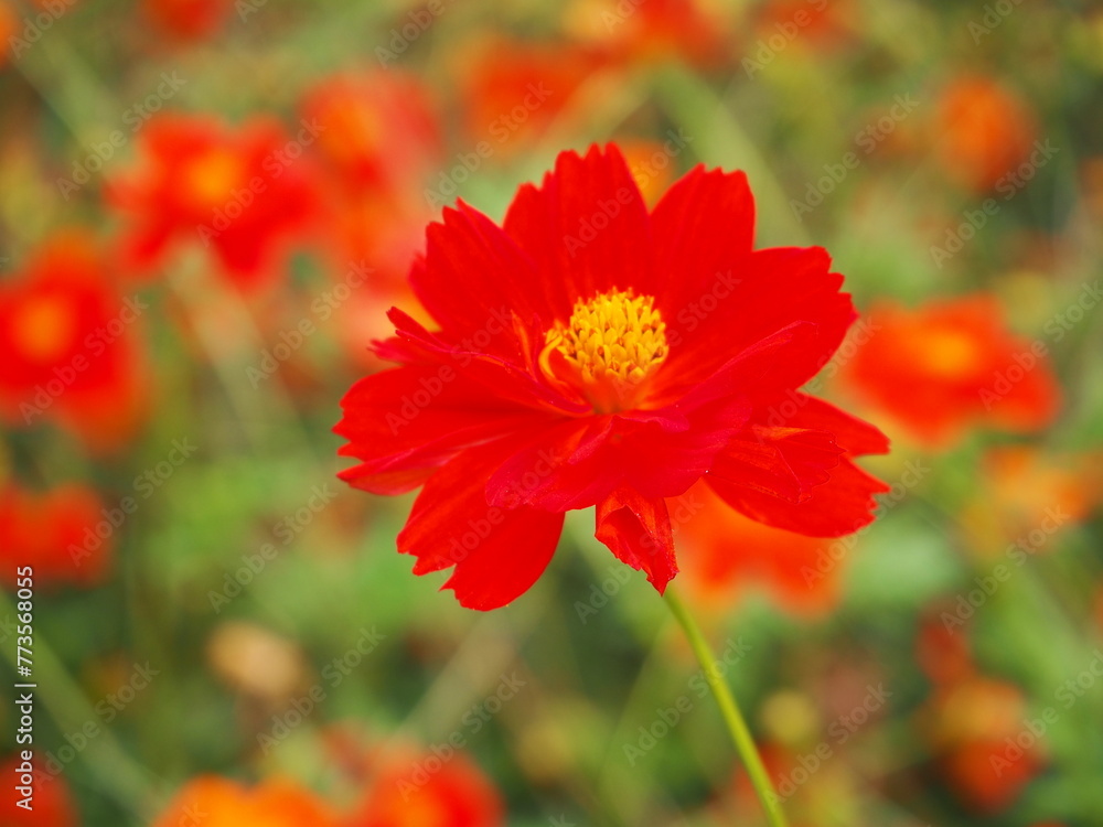 the beautiful cosmos garden in hama-rikyu gardens, tokyo, JAPAN the beautiful cosmos garden in hama-rikyu gardens, tokyo, JAPAN