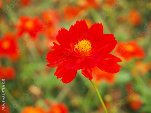  the beautiful cosmos garden in hama-rikyu gardens  tokyo  JAPAN