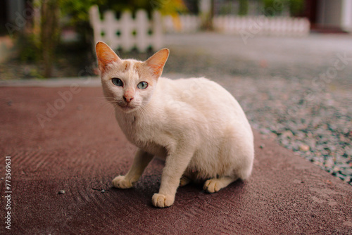 White Cat sitting in cafe area