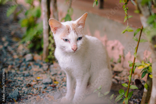 White Cat sitting to relax