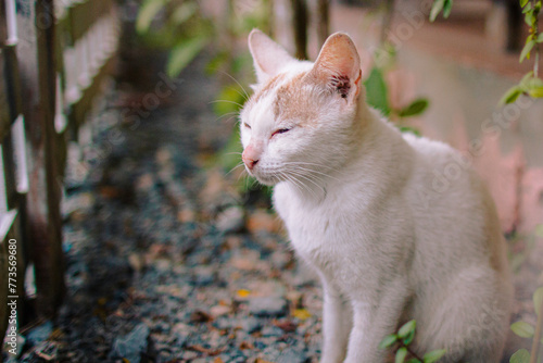 White Cat sitting to relax, She looking something