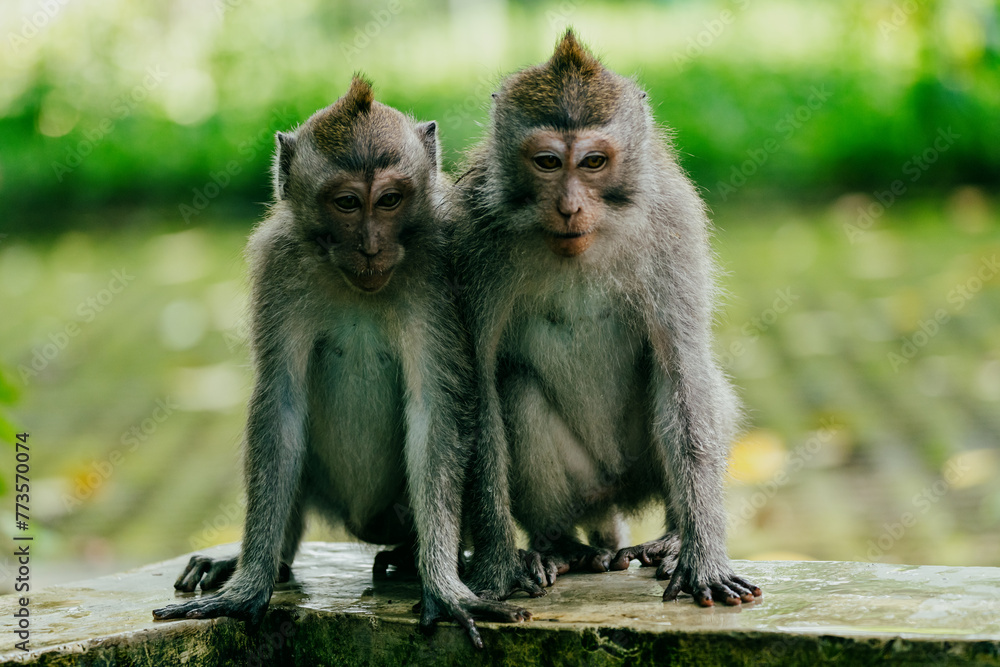 Group of Monkies in the Monkey Forest, Ubud, Bali, Indonesia.