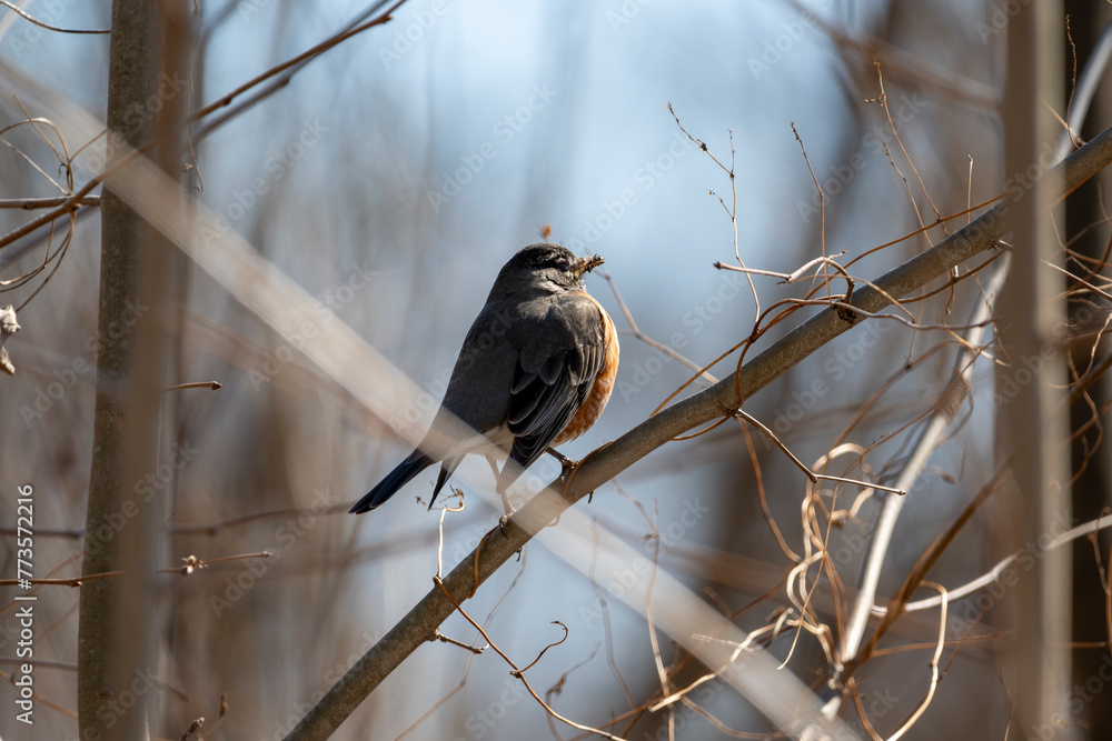Fototapeta premium Robin in the Spring