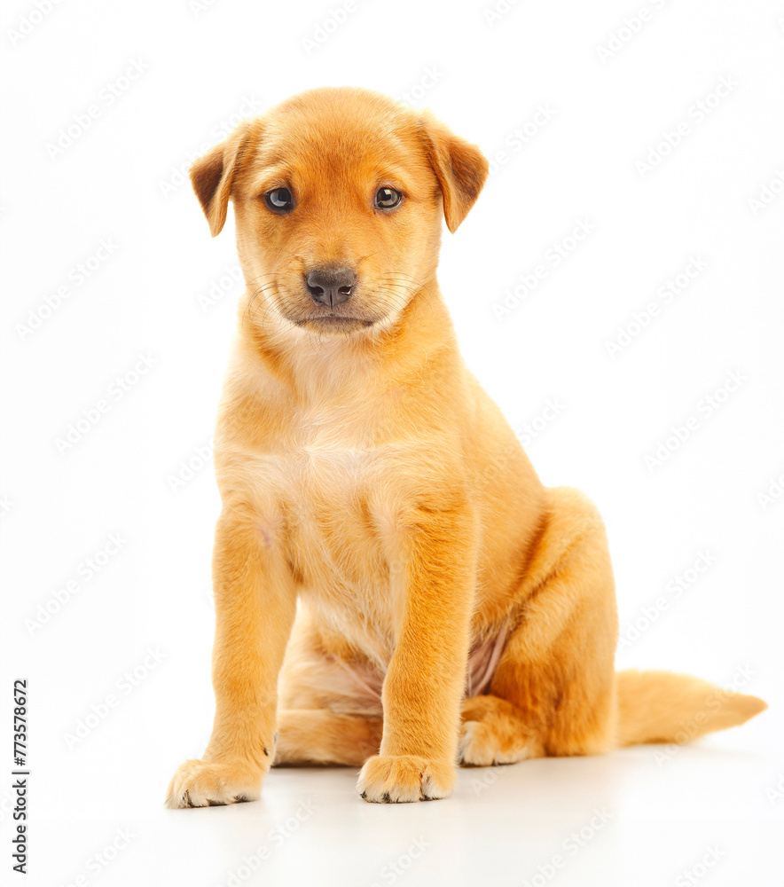 golden Labrador Retriever puppy poses against a pristine white background, exuding playfulness and irresistible charm.