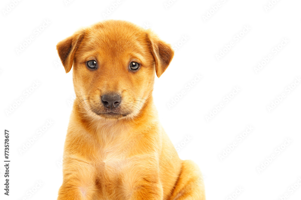 golden Labrador Retriever puppy poses against a pristine white background, exuding playfulness and irresistible charm.