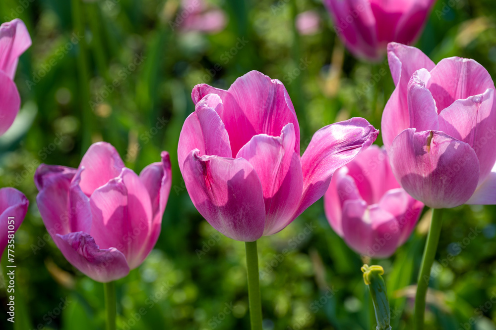 Tulips in Changsha Botanical Garden, Hunan Province Tulips in Changsha Botanical Garden, Hunan Province