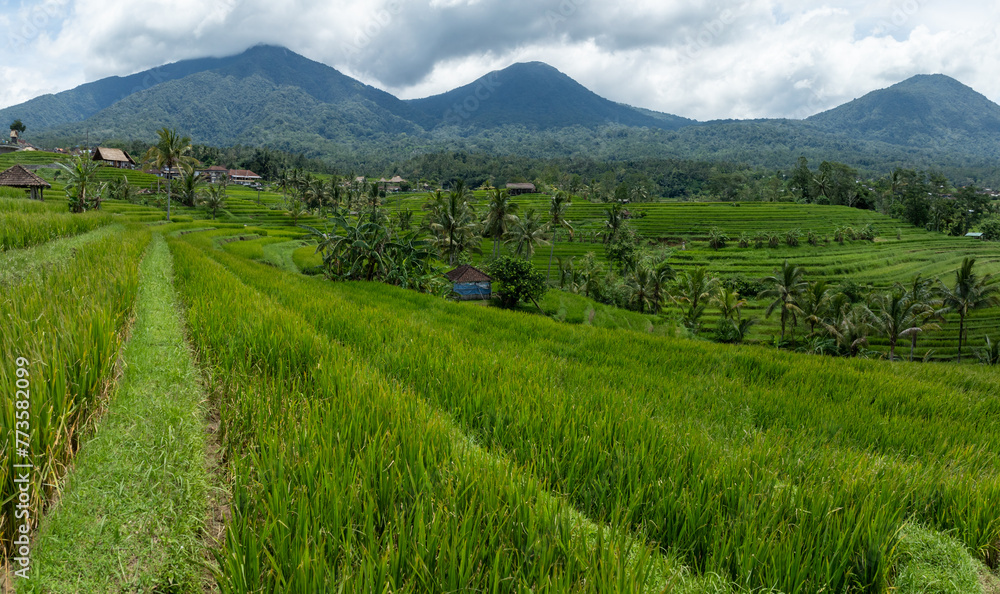 Fields and hills of the Jatiluwih Rice Terraces, Jatiluwih, Bali, Indonesia.