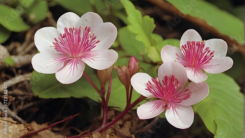 Beauveria spectabilis photo