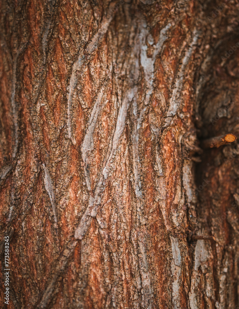 bark of a tree texture 