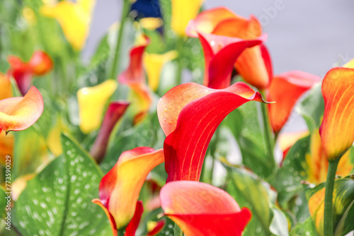 Beautiful colorful red-orange and purple Zantedeschia  in springtime,commonly known as calla lily and arum lily . photo