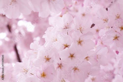 Florecimiento de los Cherry blossom en la temporada de primavera