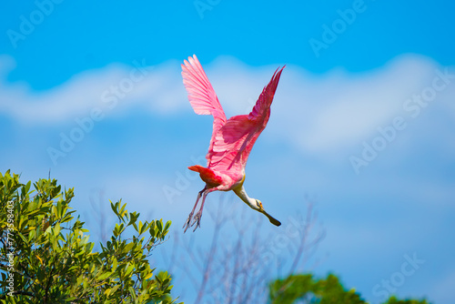 Pájaro espátula ajaja volando photo
