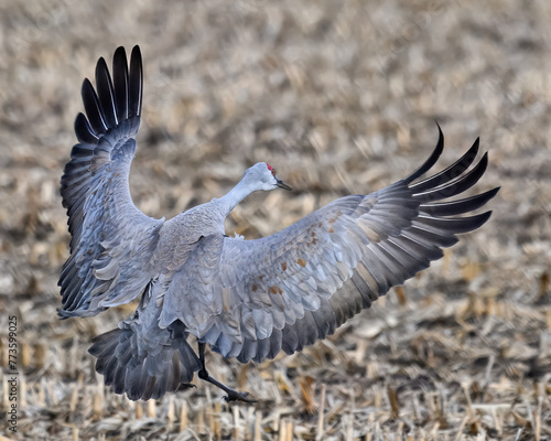 Sandhill Cranes